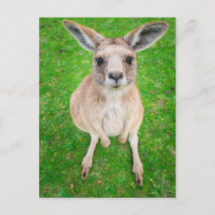 Getty Afbeeldingen   Baby Kangaroo Briefkaart