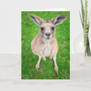 Getty Afbeeldingen Baby Kangaroo Kaart