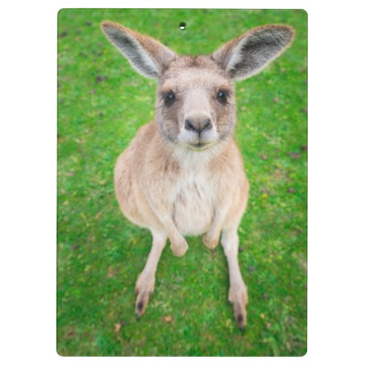 Getty Afbeeldingen | Baby Kangaroo Klembord (Achterkant)