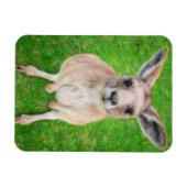 Getty Afbeeldingen | Baby Kangaroo Magneet (Horizontaal)