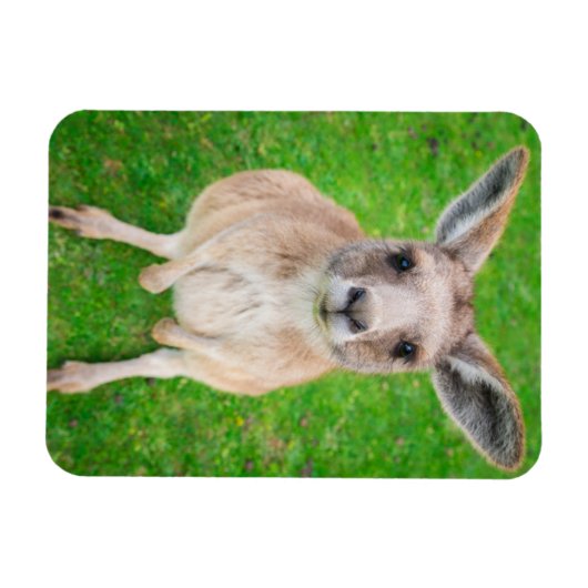 Getty Afbeeldingen | Baby Kangaroo Magneet (Horizontaal)