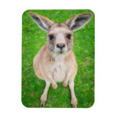 Getty Afbeeldingen | Baby Kangaroo Magneet (Verticaal)