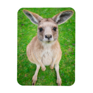 Getty Afbeeldingen   Baby Kangaroo Magneet