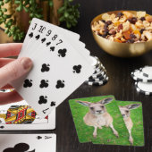 Getty Afbeeldingen | Baby Kangaroo Pokerkaarten (Insitu)