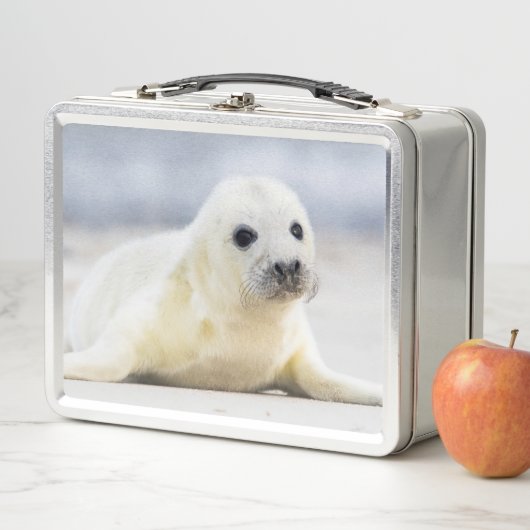 Getty Afbeeldingen | Baby zegel (In situ)