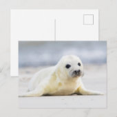 Getty Afbeeldingen | Baby zegel Briefkaart (Voorkant / Achterkant)