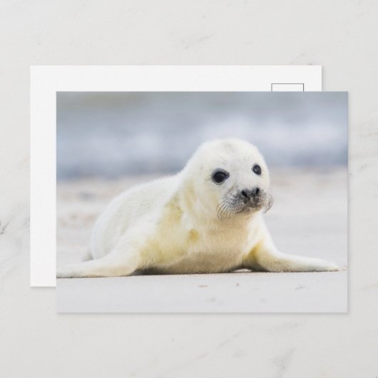 Getty Afbeeldingen | Baby zegel Briefkaart (Voorkant / Achterkant)