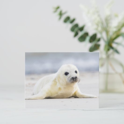 Getty Afbeeldingen | Baby zegel Briefkaart (Staand voorkant)