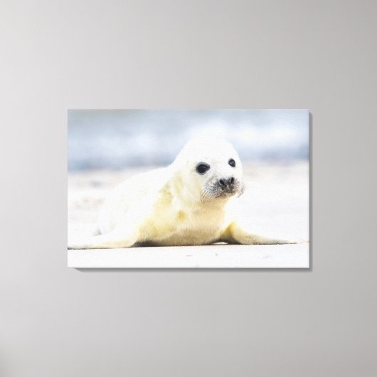 Getty Afbeeldingen | Baby zegel Canvas Afdruk (Voorkant)