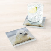 Getty Afbeeldingen | Baby zegel Glazen Onderzetter (Schuin)