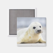 Getty Afbeeldingen | Baby zegel Magneet (Voorkant / Achterkant)