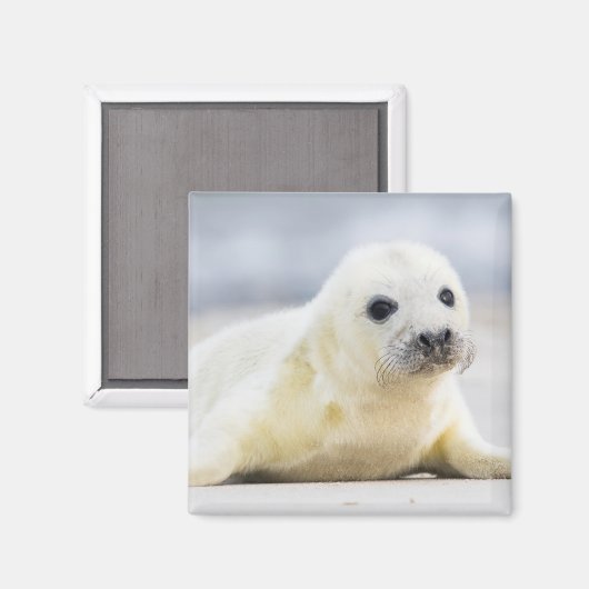 Getty Afbeeldingen | Baby zegel Magneet (Voorkant / Achterkant)