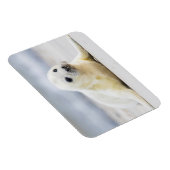 Getty Afbeeldingen | Baby zegel Magneet (Rechterzijde)