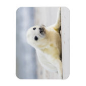 Getty Afbeeldingen | Baby zegel Magneet (Verticaal)