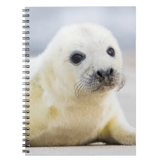 Getty Afbeeldingen | Baby zegel Notitieboek (Voorkant)