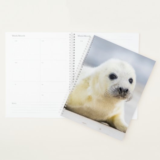 Getty Afbeeldingen | Baby zegel Planner (Display)