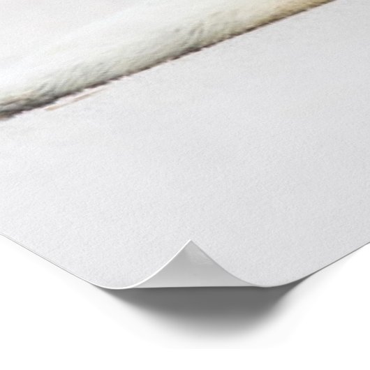 Getty Afbeeldingen | Baby zegel Poster (Hoek)