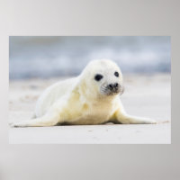 Getty Afbeeldingen | Baby zegel