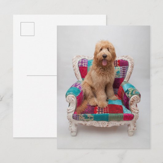 Getty Afbeeldingen | Cute Goldendole Briefkaart (Voorkant / Achterkant)