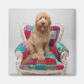 Getty Afbeeldingen | Cute Goldendole Magneet (Voorkant)