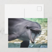 Getty Afbeeldingen | Dolfijnen Briefkaart (Voorkant / Achterkant)