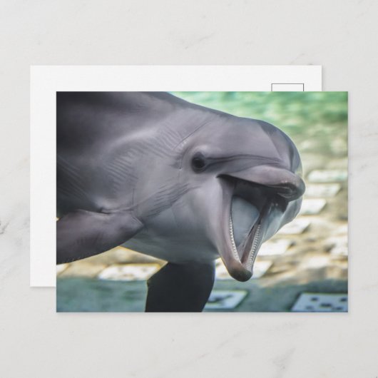 Getty Afbeeldingen | Dolfijnen Briefkaart (Voorkant / Achterkant)