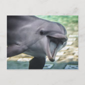 Getty Afbeeldingen | Dolfijnen Briefkaart (Voorkant)