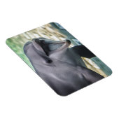 Getty Afbeeldingen | Dolfijnen Magneet (Rechterzijde)