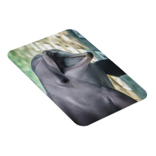 Getty Afbeeldingen | Dolfijnen Magneet (Rechterzijde)