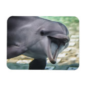 Getty Afbeeldingen | Dolfijnen Magneet (Horizontaal)