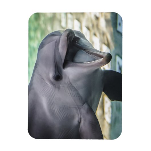 Getty Afbeeldingen | Dolfijnen Magneet (Verticaal)