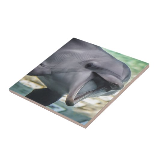 Getty Afbeeldingen | Dolfijnen Tegeltje (Zijkant)