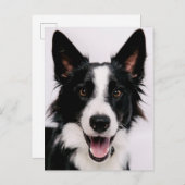 Getty Afbeeldingen | Een glimlach-grenscollie Briefkaart (Voorkant / Achterkant)