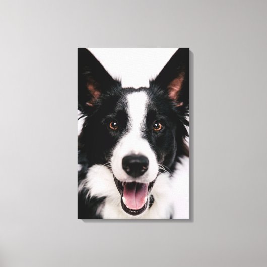 Getty Afbeeldingen | Een glimlach-grenscollie Canvas Afdruk (Voorkant)