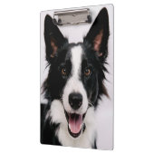 Getty Afbeeldingen | Een glimlach-grenscollie Klembord (Links)