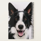 Getty Afbeeldingen | Een glimlach-grenscollie Planner (Achterkant)