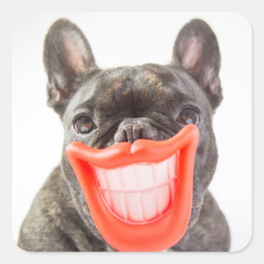 Getty Afbeeldingen | Een glimlende hond Vierkante Sticker (Voorkant)