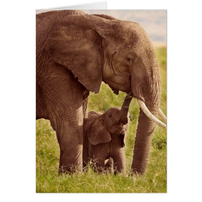Getty Afbeeldingen | Elefant en Baby (Voorkant)