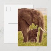 Getty Afbeeldingen | Elefant en Baby Briefkaart (Voorkant / Achterkant)