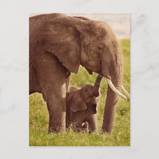 Getty Afbeeldingen | Elefant en Baby Briefkaart (Voorkant)