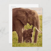 Getty Afbeeldingen | Elefant en Baby Briefkaart (Voorkant / Achterkant)