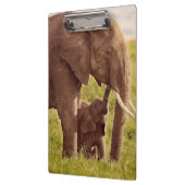 Getty Afbeeldingen | Elefant en Baby Klembord (Links)