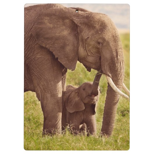 Getty Afbeeldingen | Elefant en Baby Klembord (Achterkant)