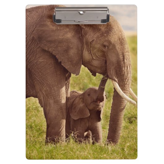 Getty Afbeeldingen | Elefant en Baby Klembord (Voorkant)