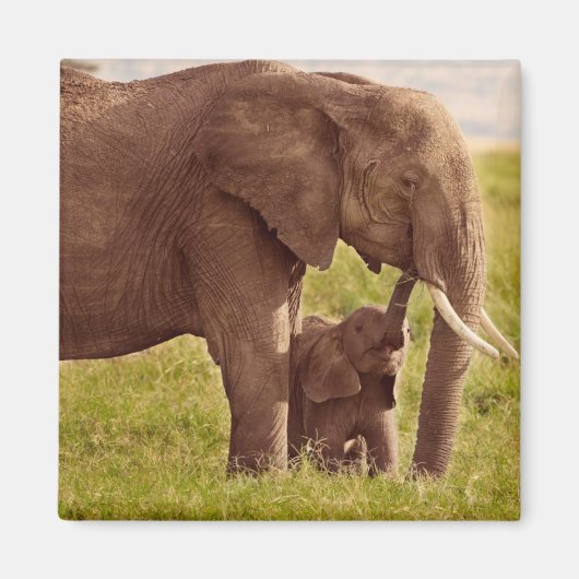 Getty Afbeeldingen | Elefant en Baby Magneet (Voorkant)