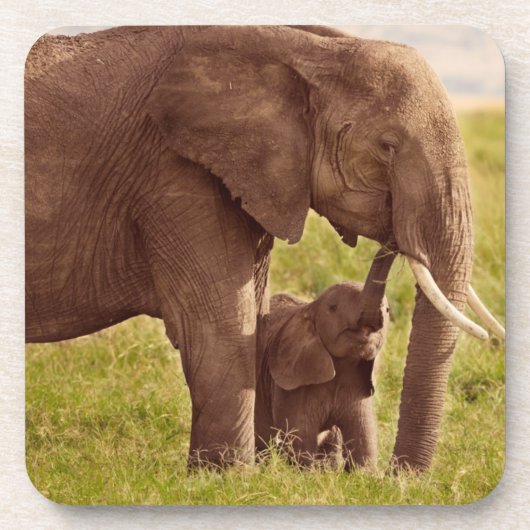 Getty Afbeeldingen | Elefant en Baby Onderzetter (Voorkant)