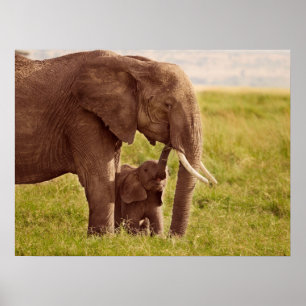 Getty Afbeeldingen   Elefant en Baby Poster