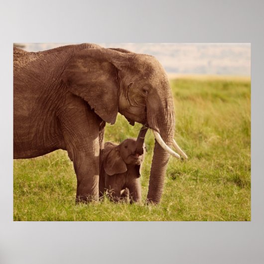 Getty Afbeeldingen | Elefant en Baby Poster (Voorkant)