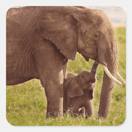 Getty Afbeeldingen | Elefant en Baby Vierkante Sticker (Voorkant)