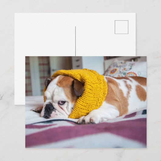 Getty Afbeeldingen | Engelse Bulldog Briefkaart (Voorkant / Achterkant)